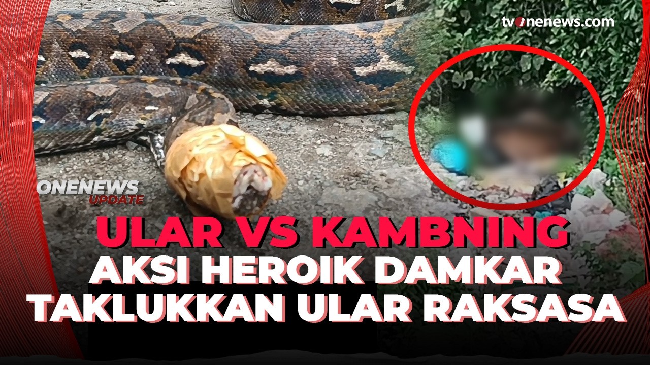 Ngeri! Warga dan Damkar Tangkap Ular Sanca Raksasa Saat Sedang Menelan Mangsa | OneNews Update