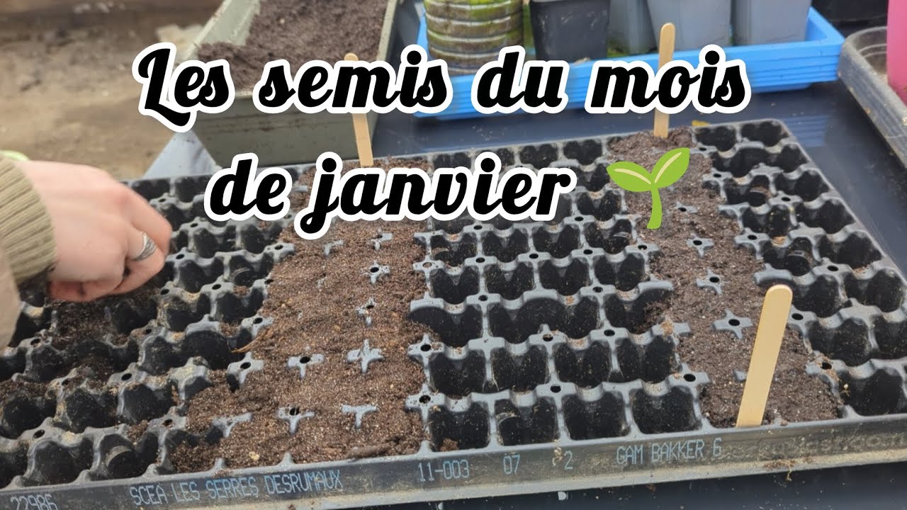 Les semis du mois de janvier selon les phases lunaires 🌔