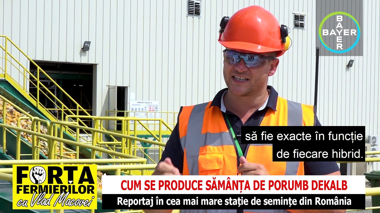 Cum se produce sămânța de porumb Dekalb
