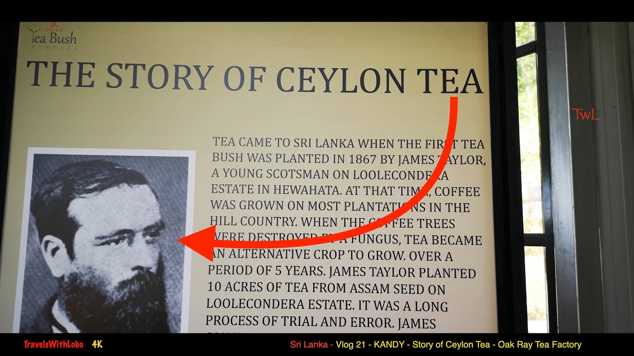 SRI LANKA'S TEA COUNTRY  - HISTORY - OAK RAY TEA FACTORY TOUR -TEA TASTING