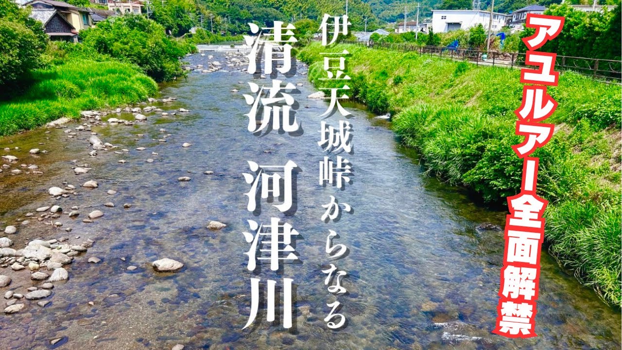 伊豆の清流、河津川【アユルアー】