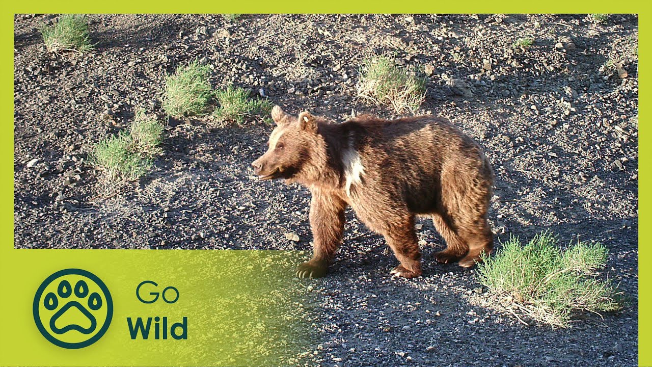 По следам гобийского медведя | Go Wild