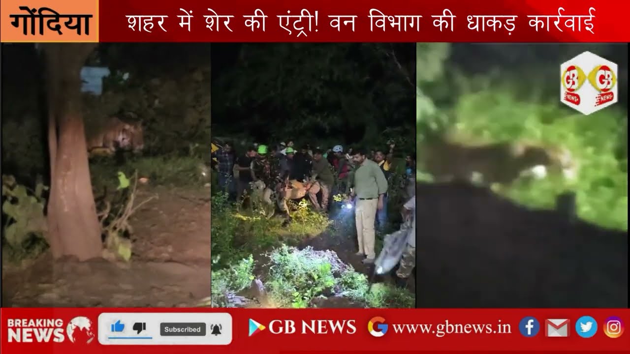 शहर में शेरकी एंट्री तीन घंटे की रेस्क्यू ऑपरेशन केबाद शेरको किया गया काबू,गोरेवाड़ा जू में भेजा गया
