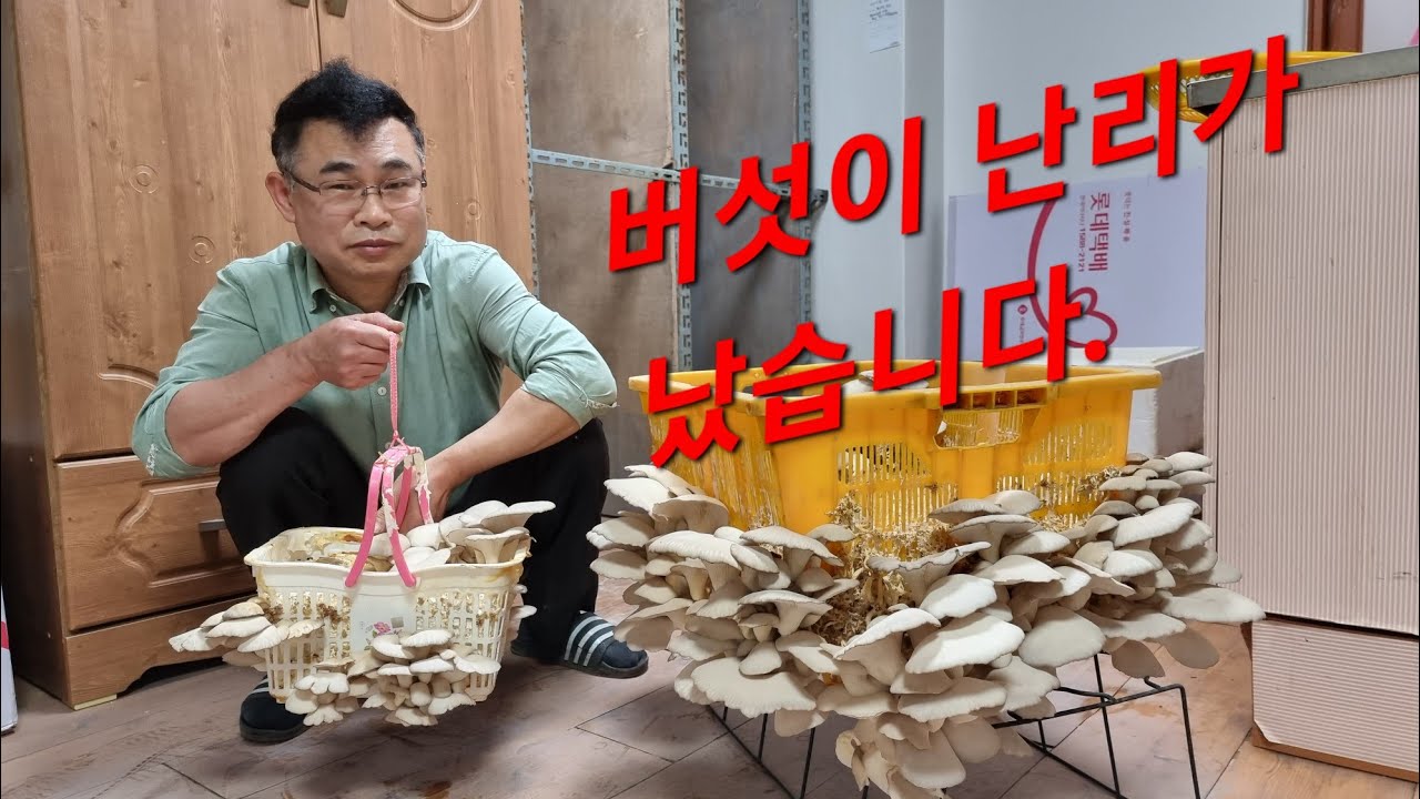 종균작업 40일만에 버섯도 방바닥도 난리가 났습니다.