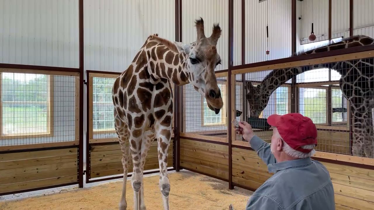 Вопросы и ответы в прямом эфире в доме жирафов на ранчо Texas Safari Ranch