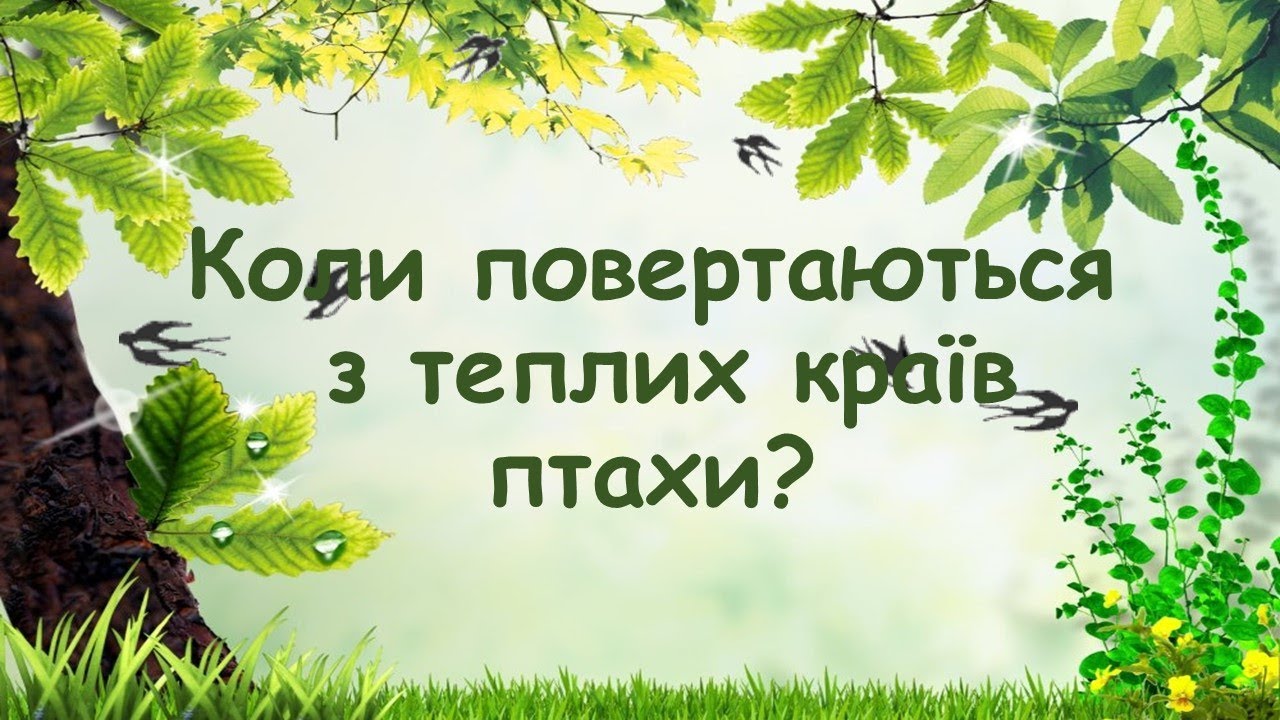Коли повертаються з теплих країв птахи?