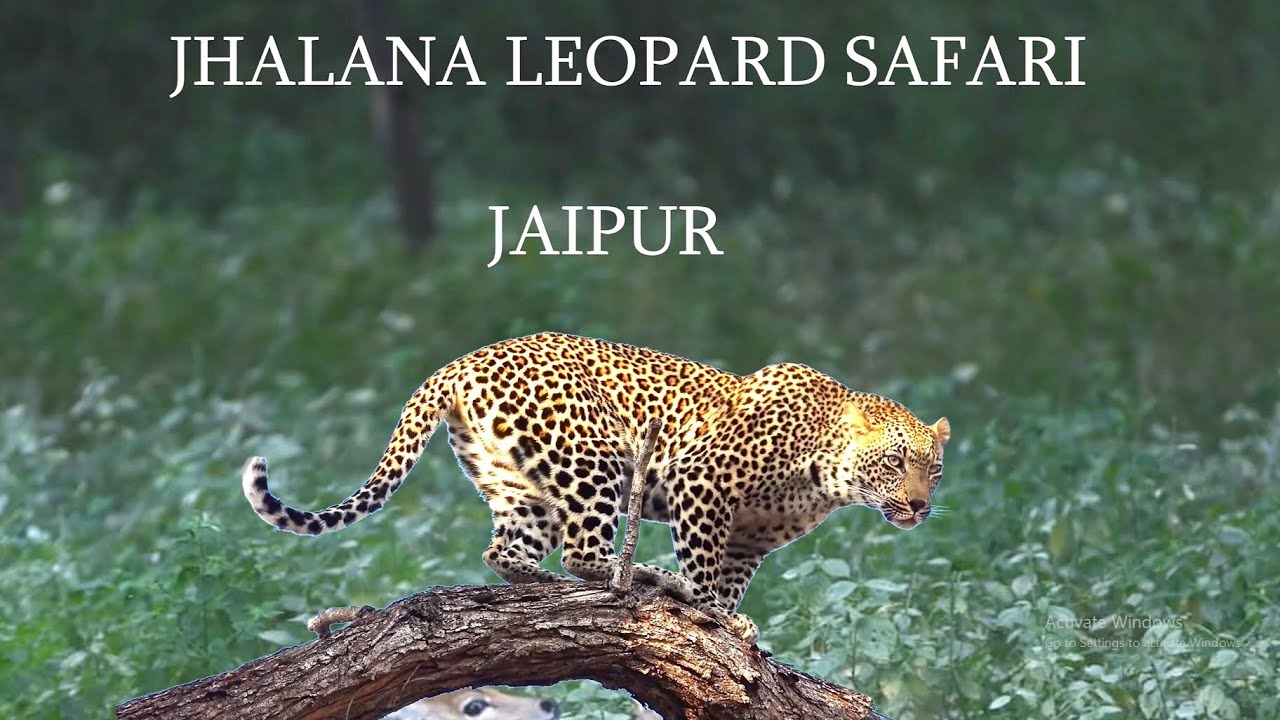 Jhalana Leopard Safari | Leopard Safari In Jaipur | Places To Visit In Jaipur #risingrajasthan