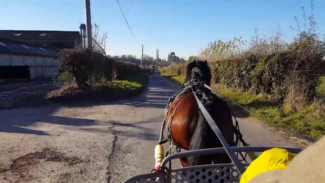 Breaking a Welsh Section C to carriage drive - Yogi