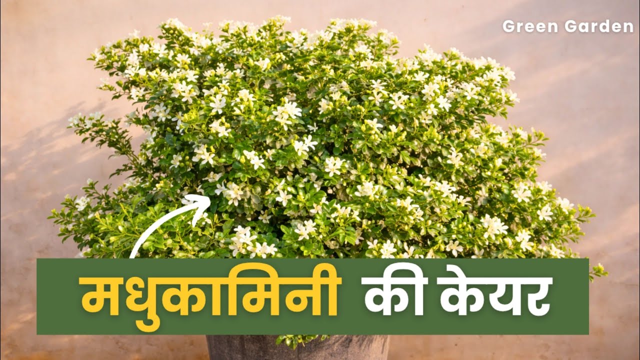 Madhukamini Plant Care | Hazaron Phool Ka Secret