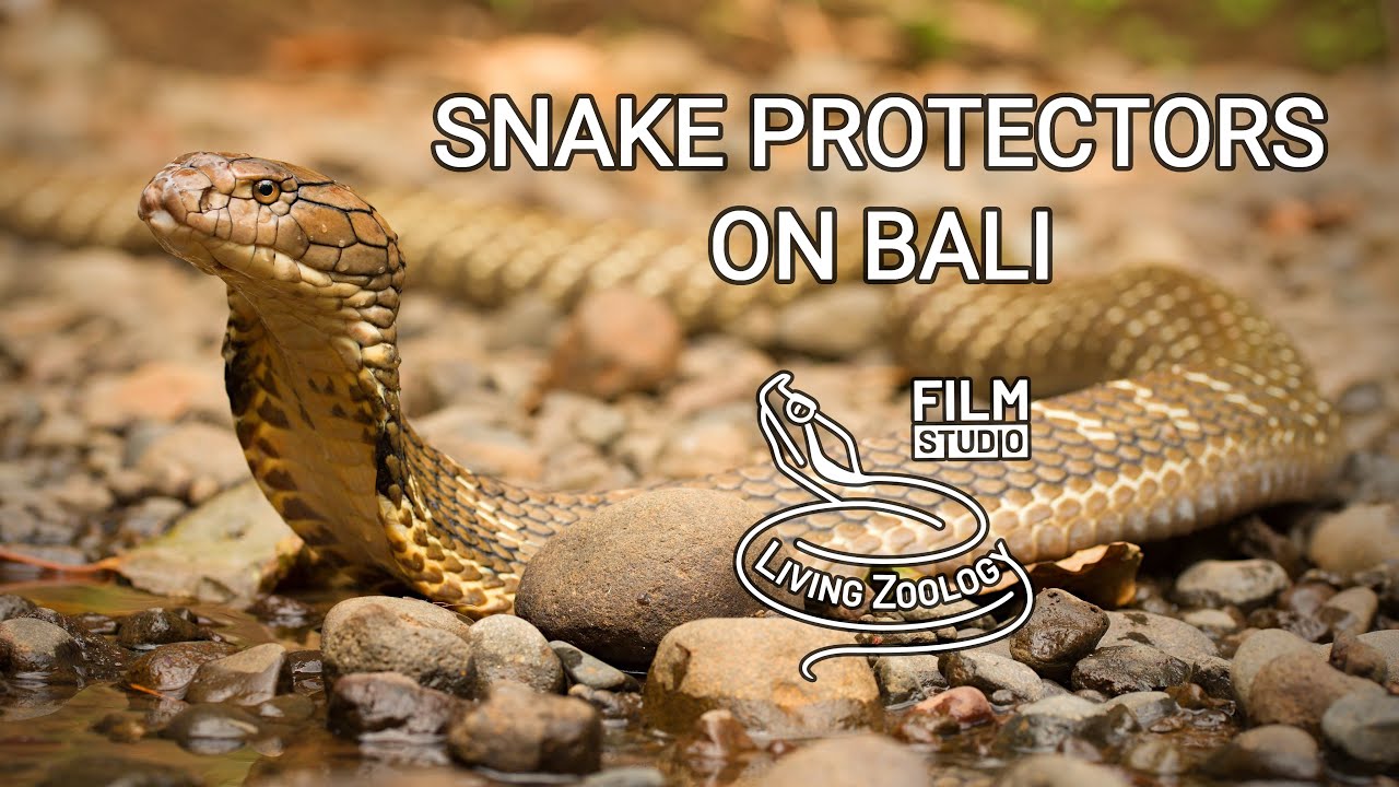 Snake Protectors on Bali (English wildlife documentary by Living Zoology)