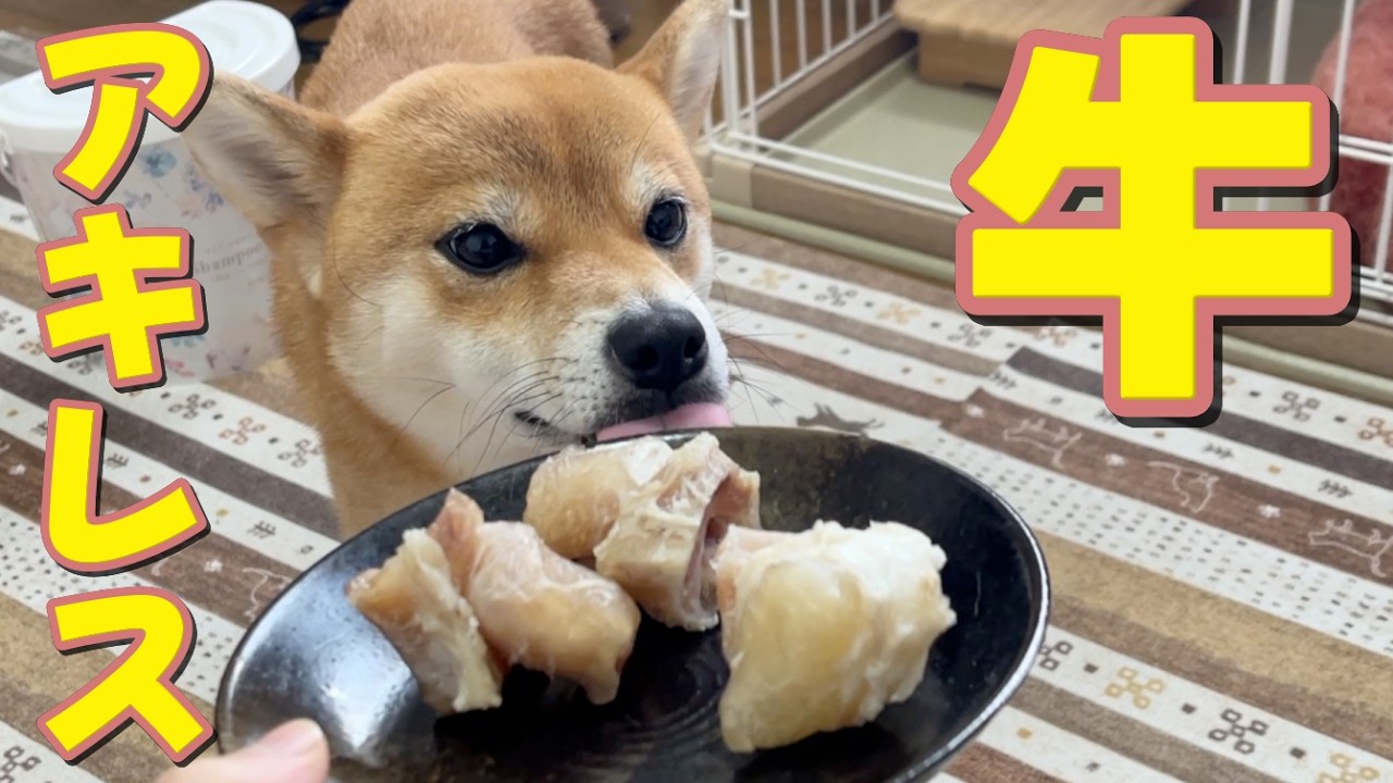 【なにこれ？】食べてびっくり！お初の牛アキレスをガッツリいただきます　柴犬小夏　ASMR