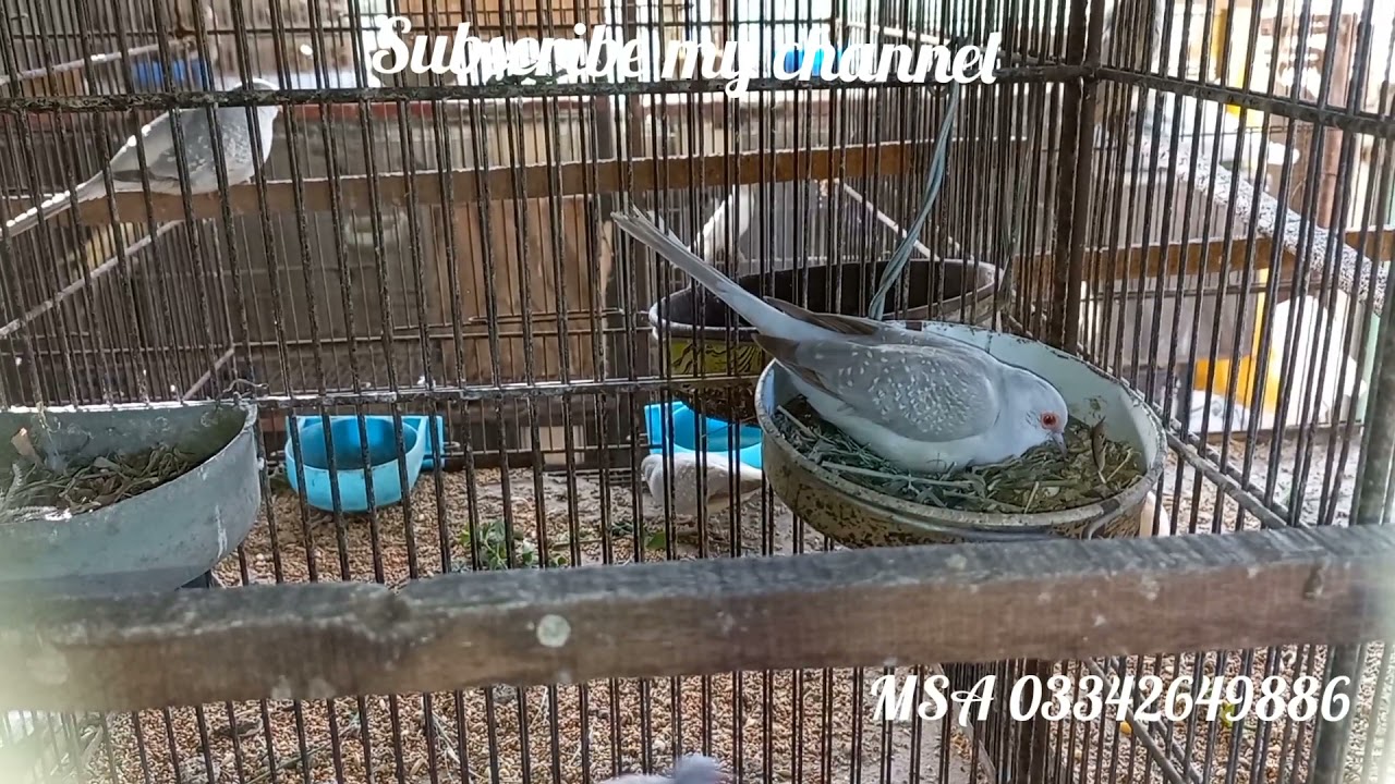 dove problem in cage size, phattay separation, subscriber's offer...