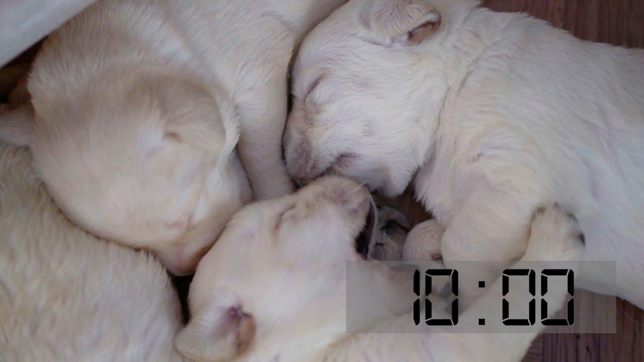 10 Minute Puppy Timer with Happy Music