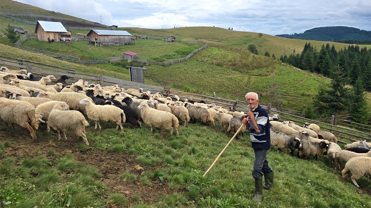 150 Days in the Mountains: How Shepherds Make Cheese in Total Isolation!