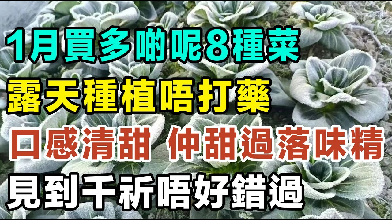 1月买多啲呢8种菜，露天种植唔打药，口感清甜，仲甜过落味精，见到千祈唔好错过。