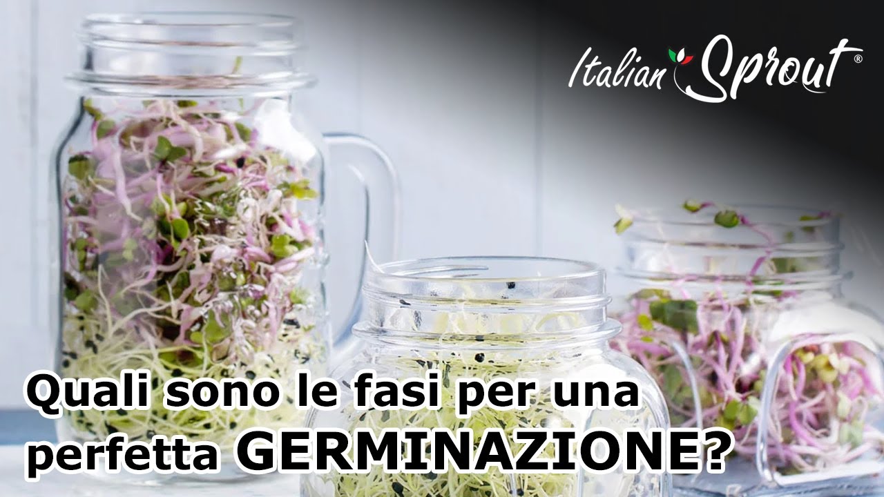 Quali sono le fasi per una perfetta germinazione?