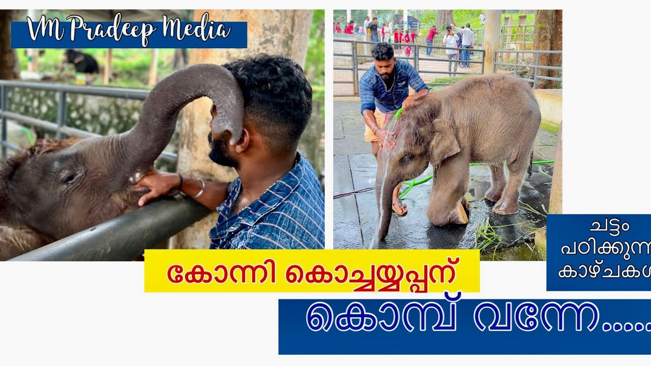 കൊമ്പ് വന്നു മോഴയല്ല കോന്നികൊച്ചയ്യപ്പൻ@VMPRADEEP#keralaelephant#wildlifeanimals#kuttikomban#konni