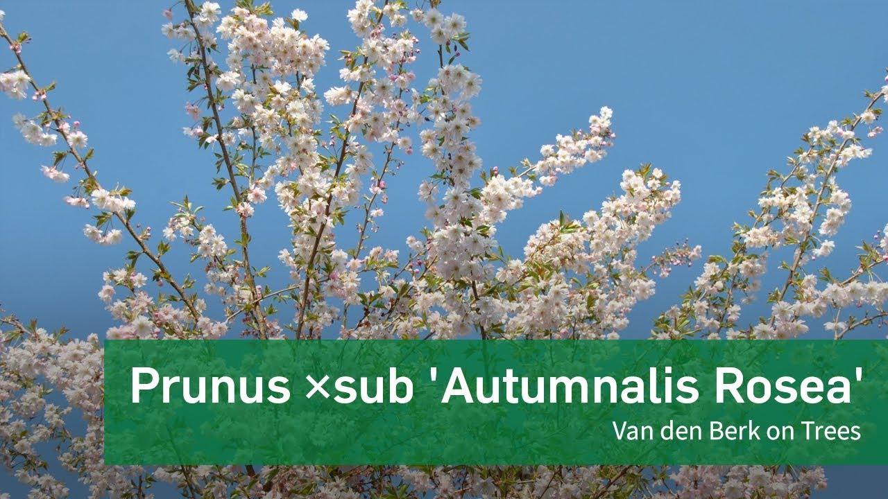 Prunus ×subhirtella 'Autumnalis Rosea' - Van den Berk on Trees