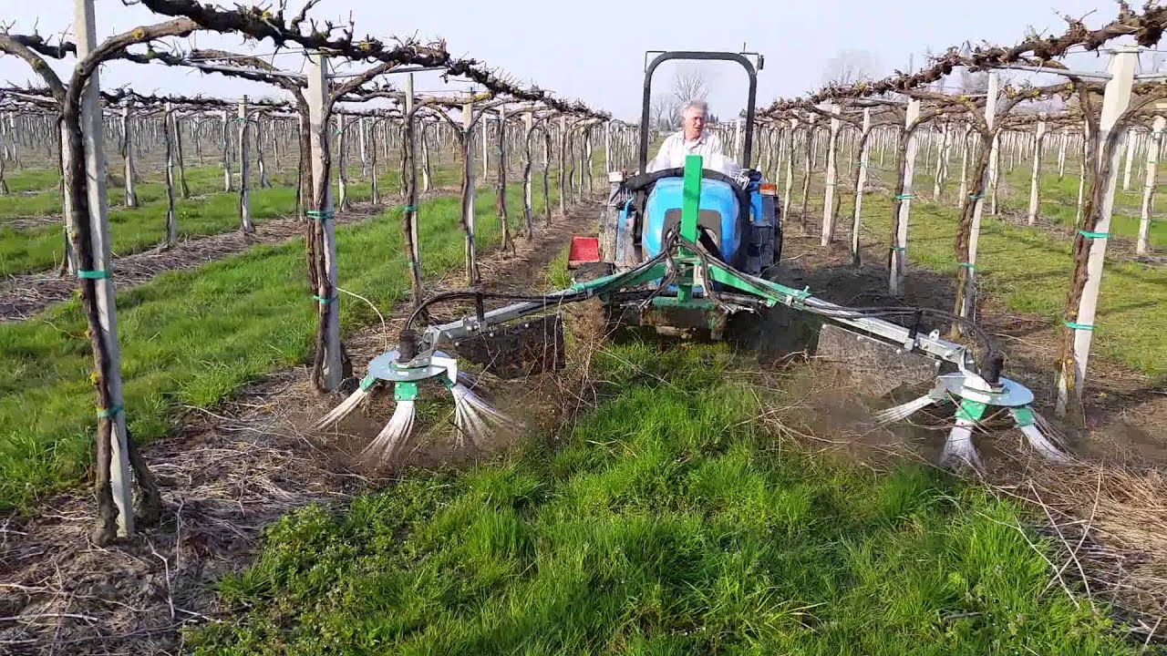 Raduna tralci per vigneti