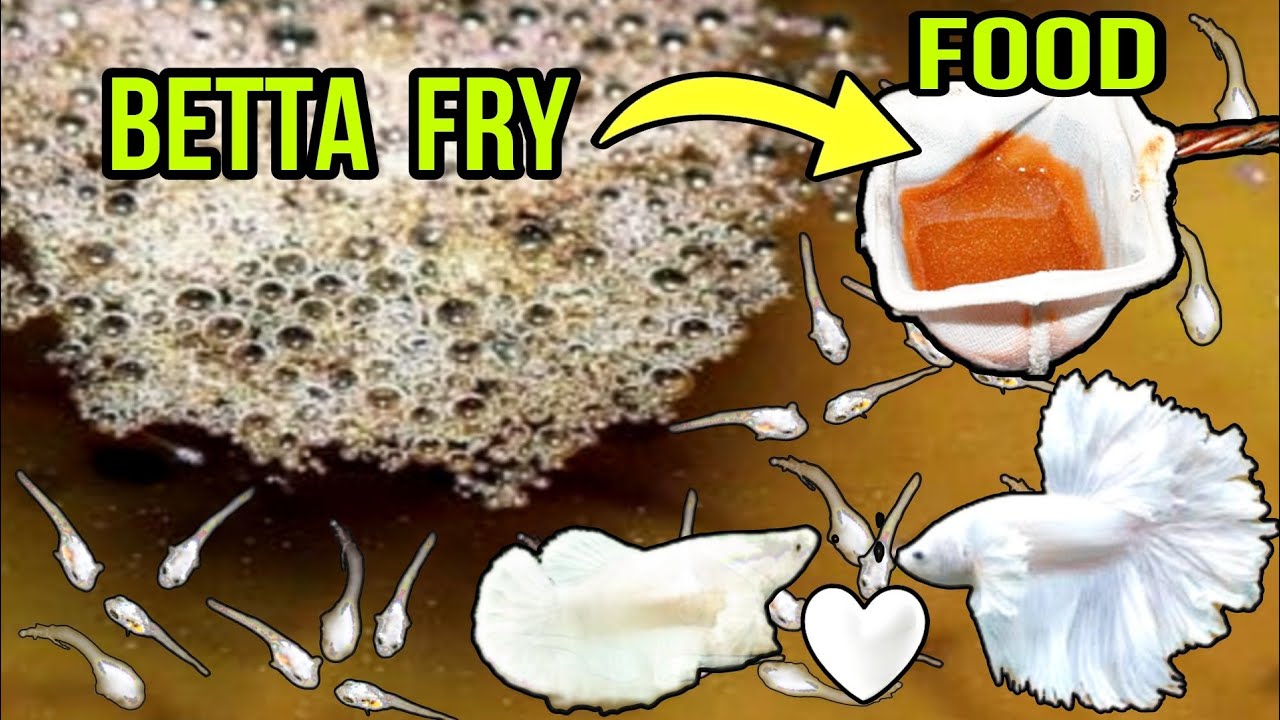BEST FOOD FOR BETTA FRY GROWTH | BETTA FISH BREEDING | GUPPY FISH BREEDING | GOLDFISH BREEDING