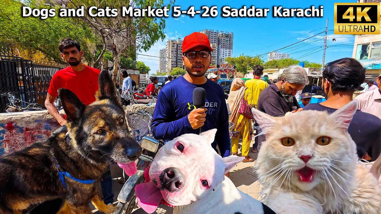 Exotic Dogs and Cats Market 5-4-26 Saddar Karachi | Unique and Rare Breeds of Dogs and Cats