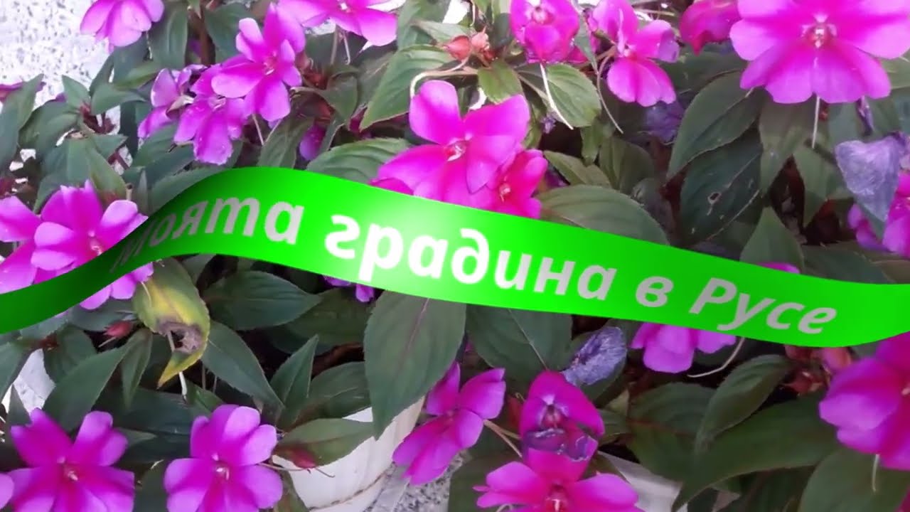 Градината ми в Русе