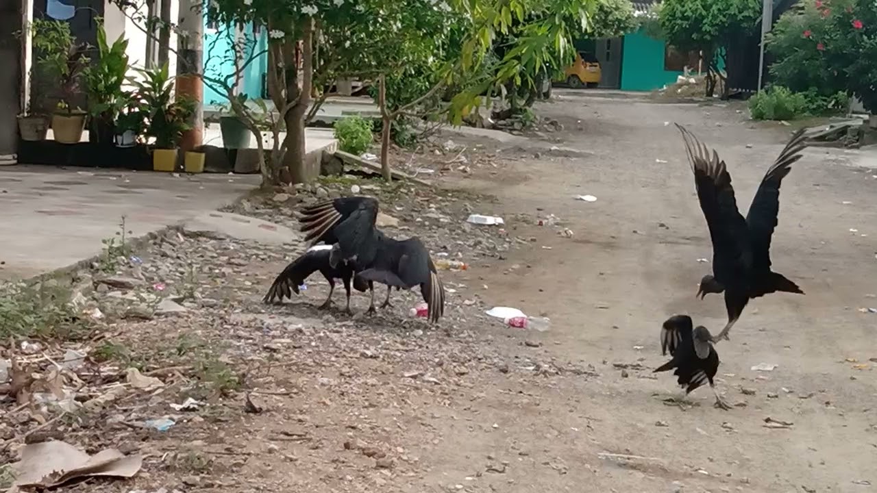 que peleen los goleros, pero  nosotros no.