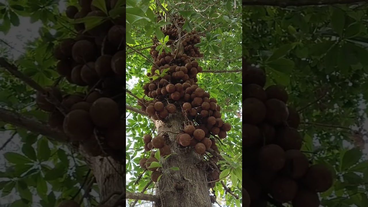 #shorts #kepel the perfume fruit #stelechocarpus burahol #keppel fruits
