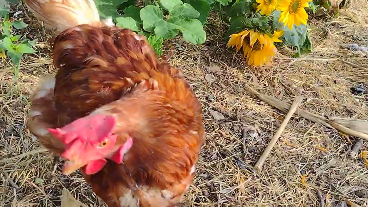 1 minute good morning of ☀️-flowers🌻& chickens🐔 (SunflowersVid8) Please Subscribe!! I Thank YOU!!