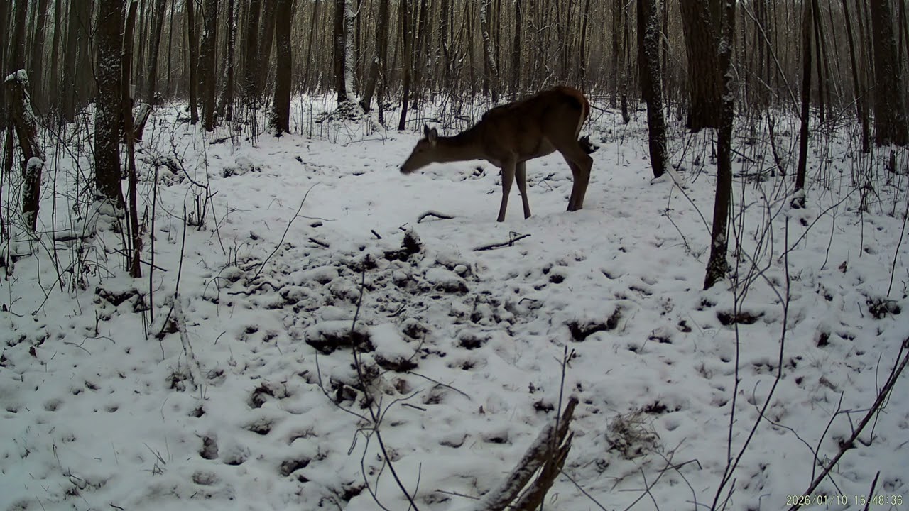 roe deer, wild boars, deer