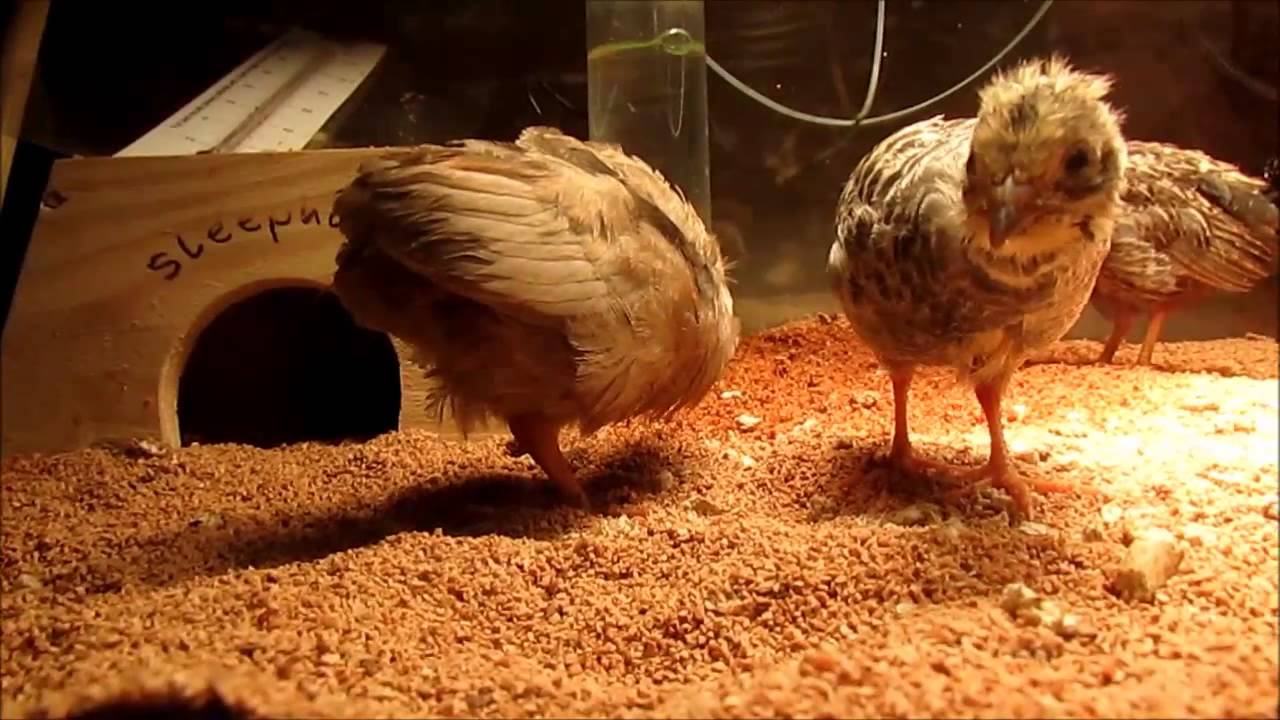 Button Quail: Egg to Adult
