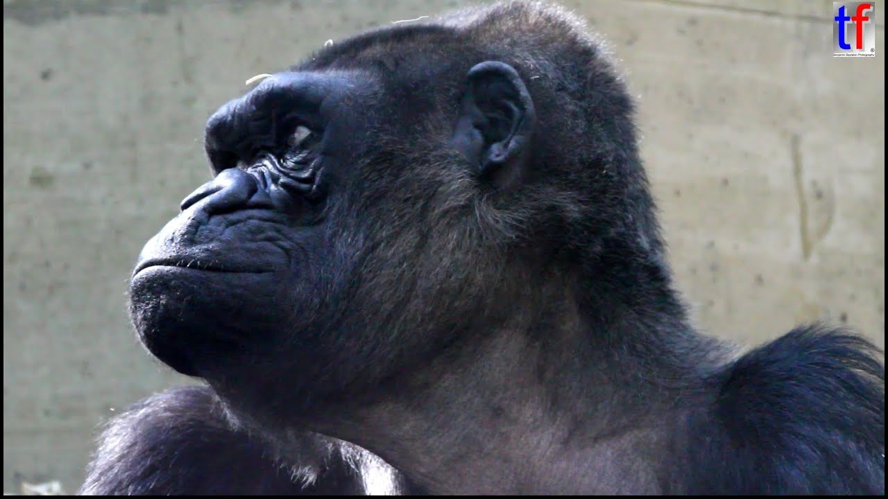Gorillas and chimpanzees / Gorillas und Schimpansen - Zoo / Wilhelma, Stuttgart, 2013.