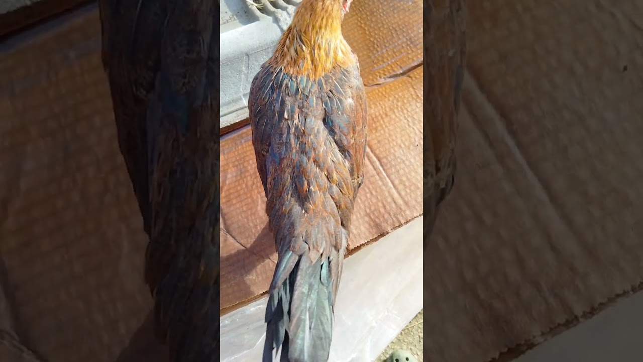 Updated my Hennie chicks, 2 months old.