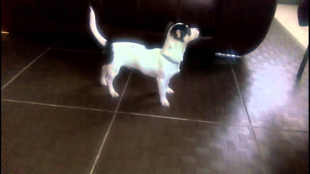 Perro persigue su cola .