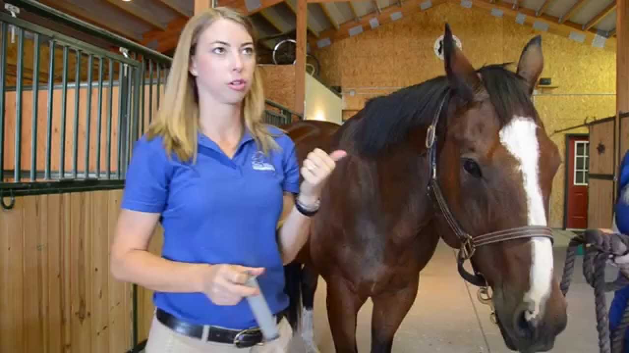 Tips on Giving Horses Oral Medication