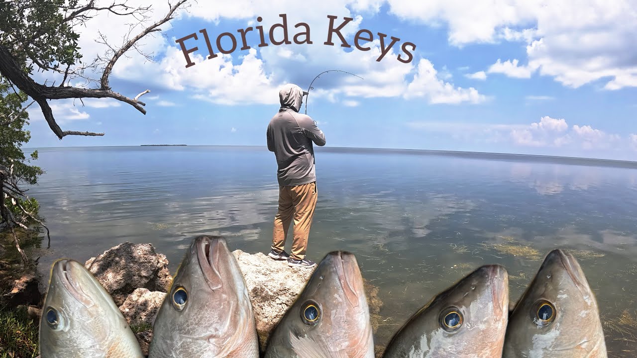 Best bait to catch big Mangrove Snappers anywhere.