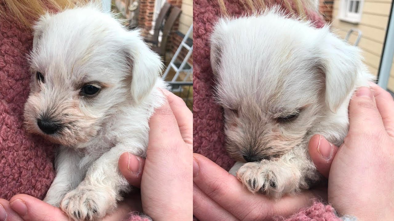 Забираем нашего нового щенка! 🐶 Белый цвергшнауцер 2018 | Бекки Экселл