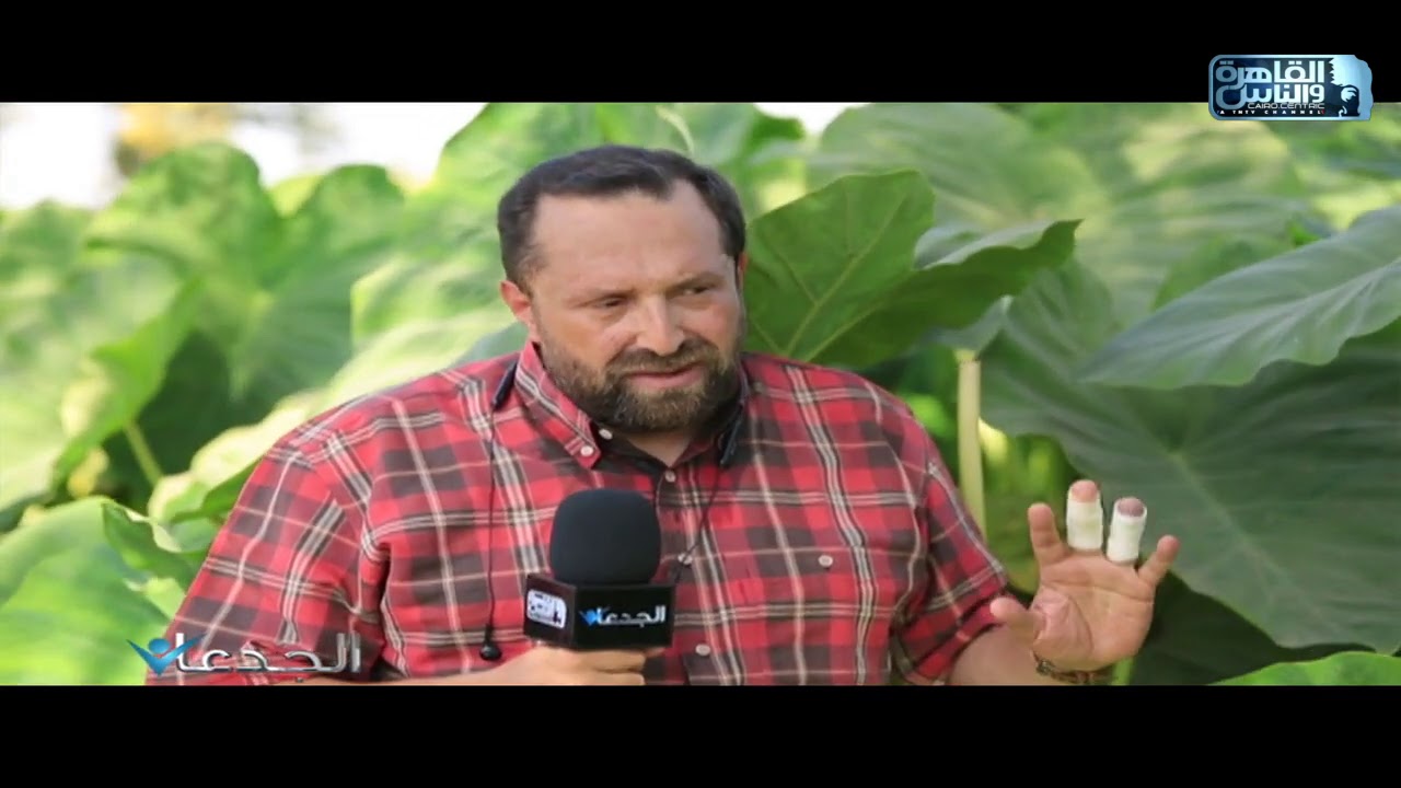 الجدعان يرصد نجاح زراعة القلقاس الحيوي في قرية الدلاتون بالمنوفية بإنتاجية تتجاوز ٣٠ طن للفدان