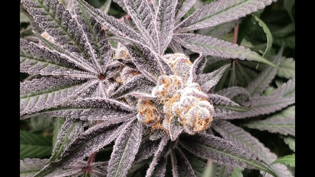 RDWC - Purple Punch - Nearing Harvest!