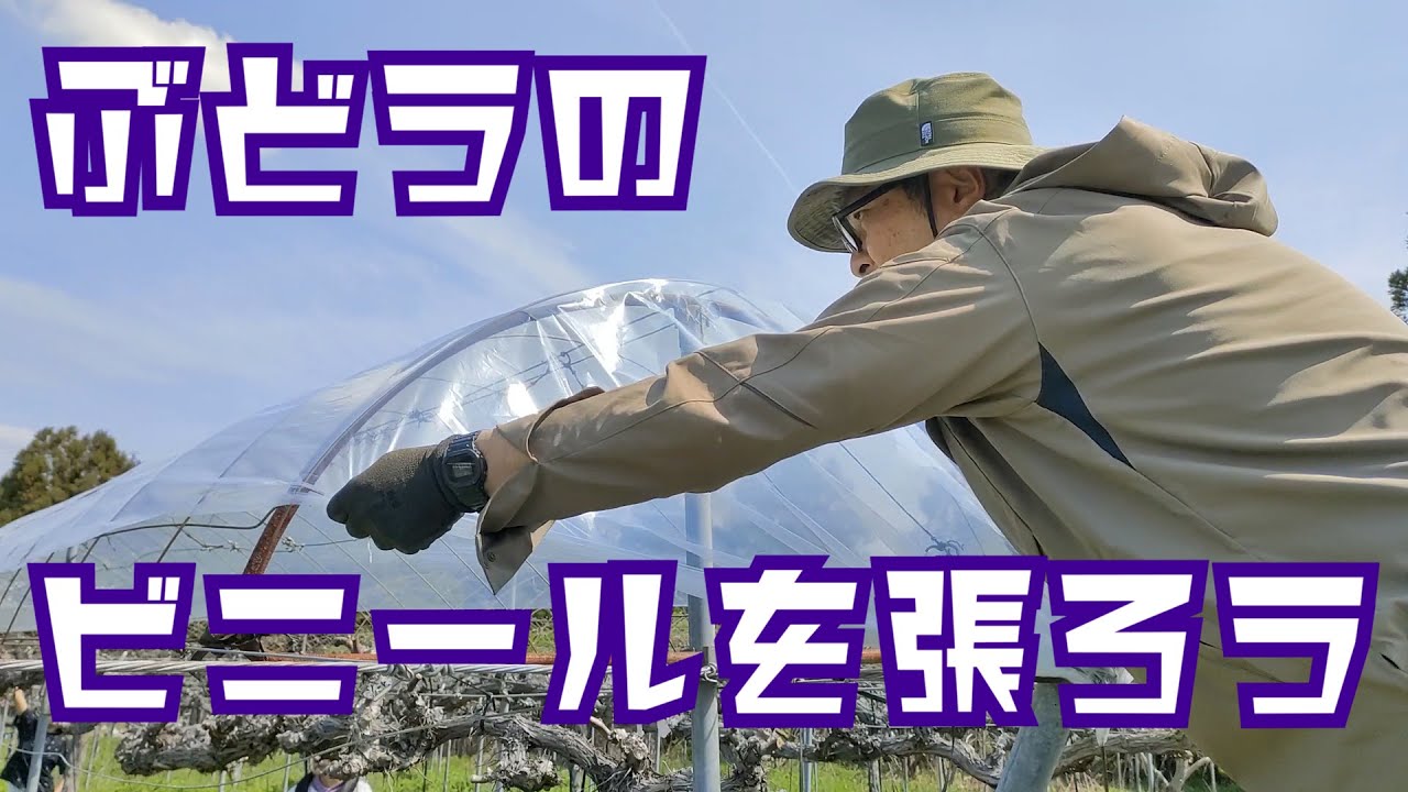 【ぶどう】ビニールを張ってぶどうを雨から守る！【ビニール張り】