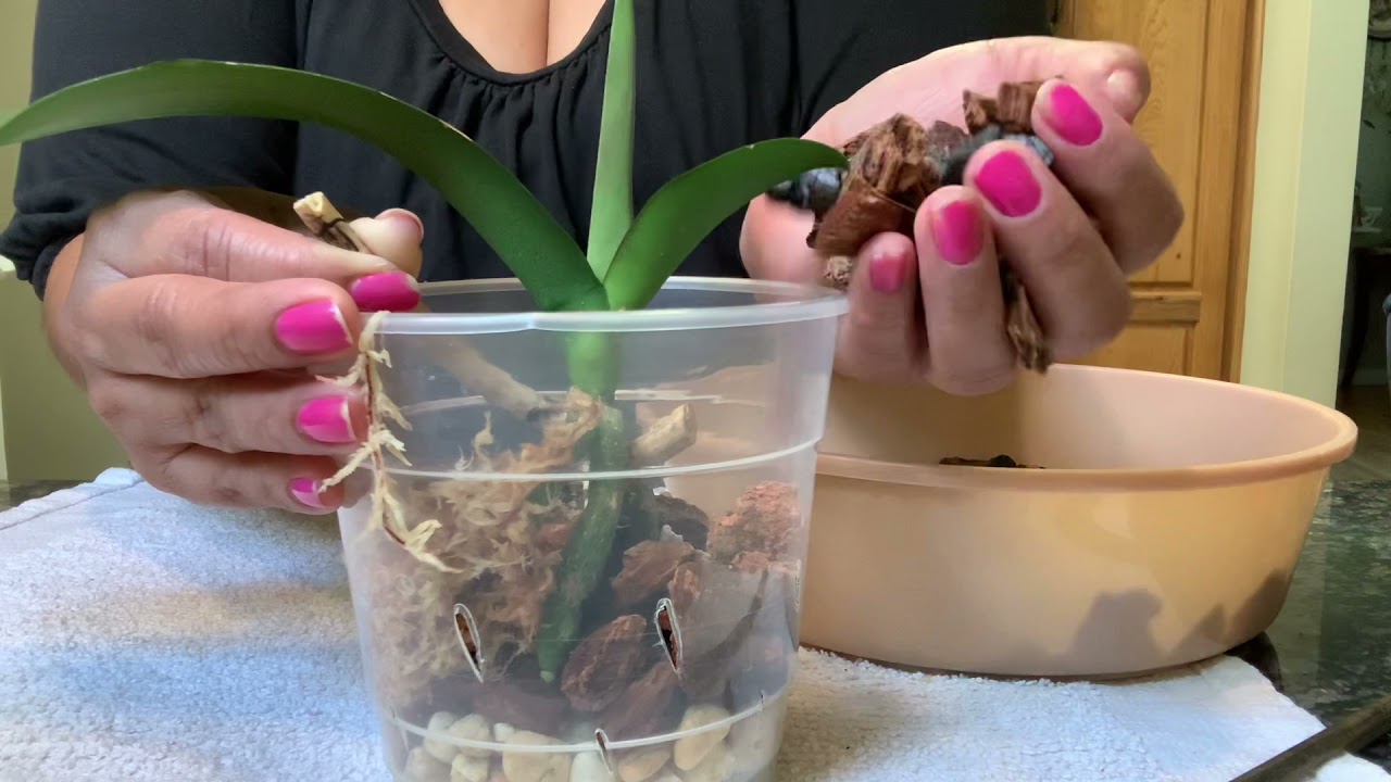 Cómo trasplantar una orquídea phalaenopsis con solo (3) raíces en sustrato