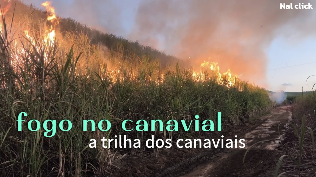 Na trilha do canavial/ acompanhando o fogo na cana de açúcar/ safra 2025