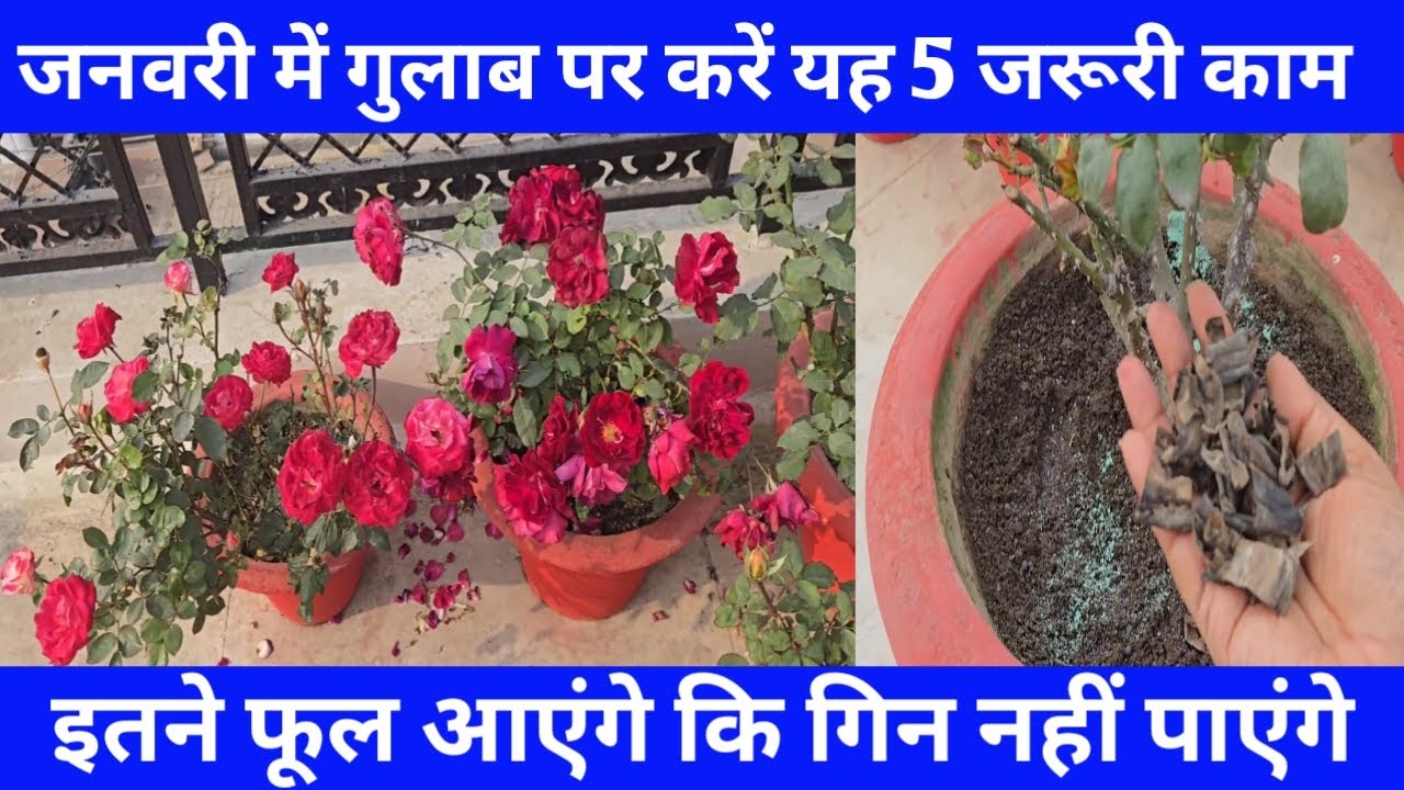 जनवरी में गुलाब पर करें यह पांच जरूरी काम इतने फूल आएंगे कि गिन नहीं पाएंगे /Rose plant care