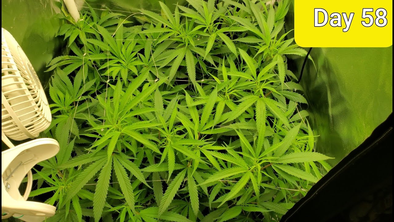 2x2 Grow Tent making a Monster sized Harvest with  the TS1000 Day 58/ Day 2 Flower