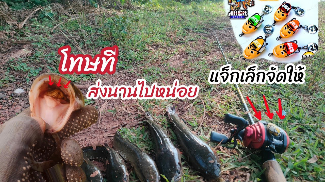 โทษทีส่งนานไปหน่อย  กบยางตัวเดียวใช้มา2-3เดือนแล้วยังหมานเหมือนเดีม
