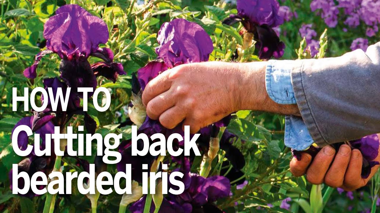 How to cut back bearded iris | Troy Scott Smith from Sissinghurst on how to care for bearded irises