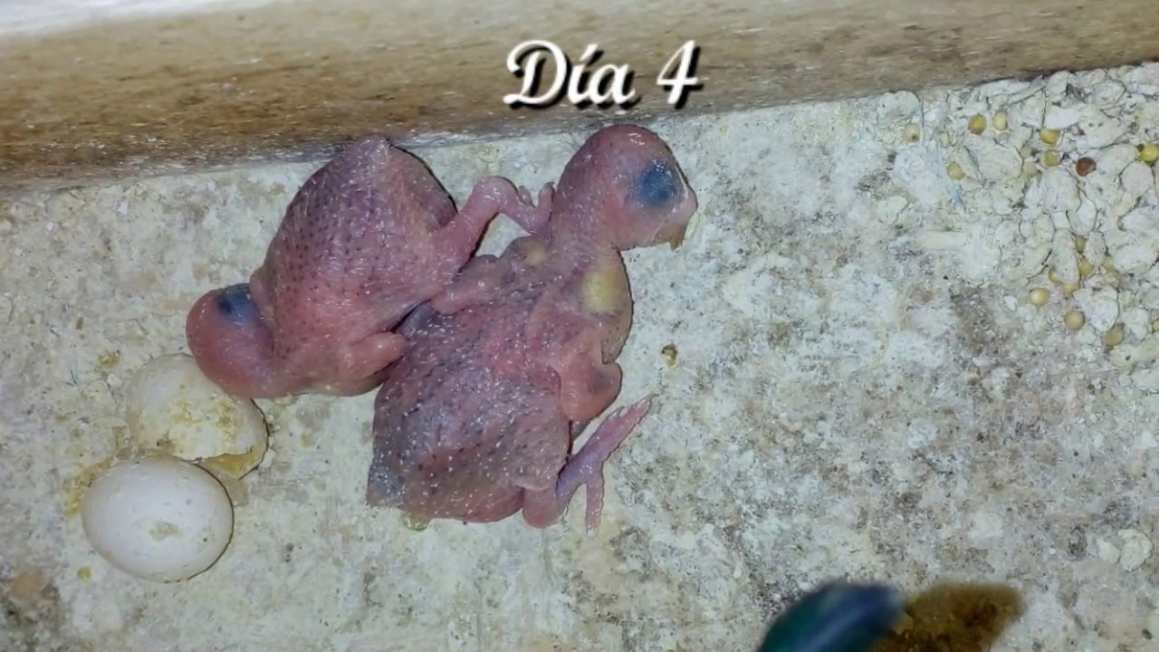 Periquitos dia a dia su crecimiento y que debemos hacer y ser papilleros PARTE 2