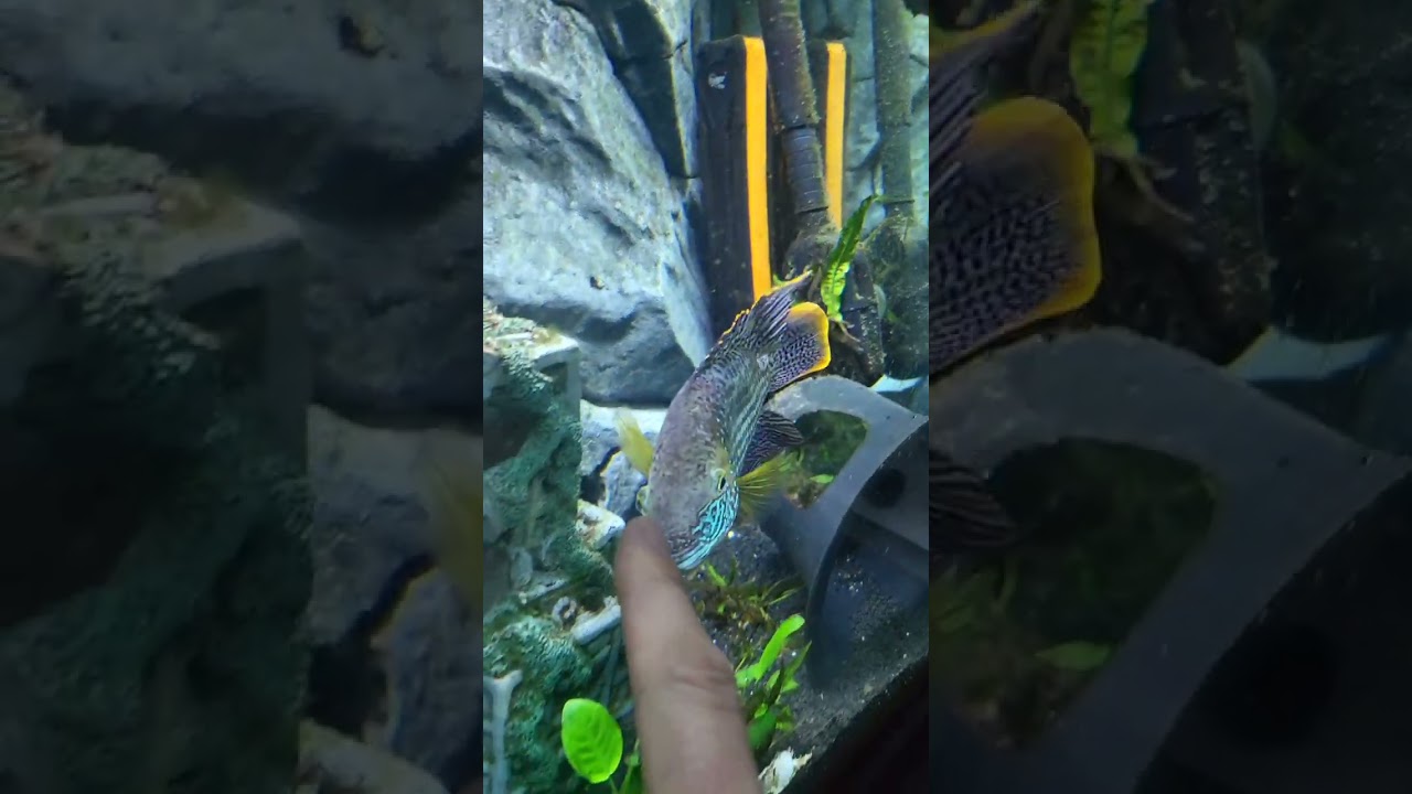 Updated video of a male green terror.  1 1/2 yr old 