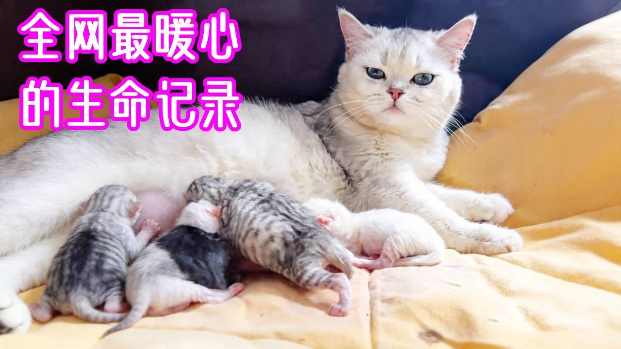 【全記錄】見證湯圓從懷孕到生娃！看著小生命降臨那一刻，我感動哭了。陪湯圓坐月子！這群小萌物太治愈了，看完壓力瞬間消失#貓咪日常 #cat #八條 #pets #funny #cute