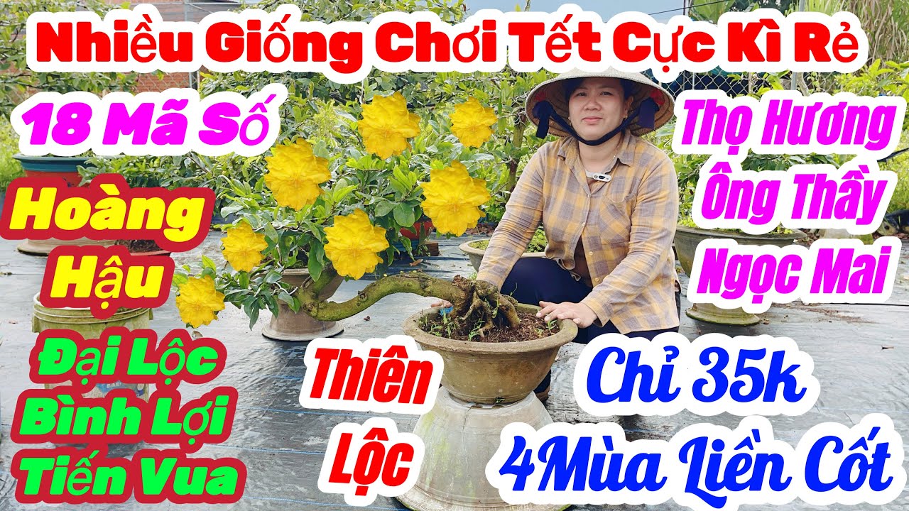 🌼18/1☎️0979 370 704👉Chị Sáu🌲Mai Vàng Giá Rẻ🌲Xã 35k Nhiều Giống Giá Cực Kì Rẻ Nụ Khủng Khiếp🌲18 Mã Rẻ